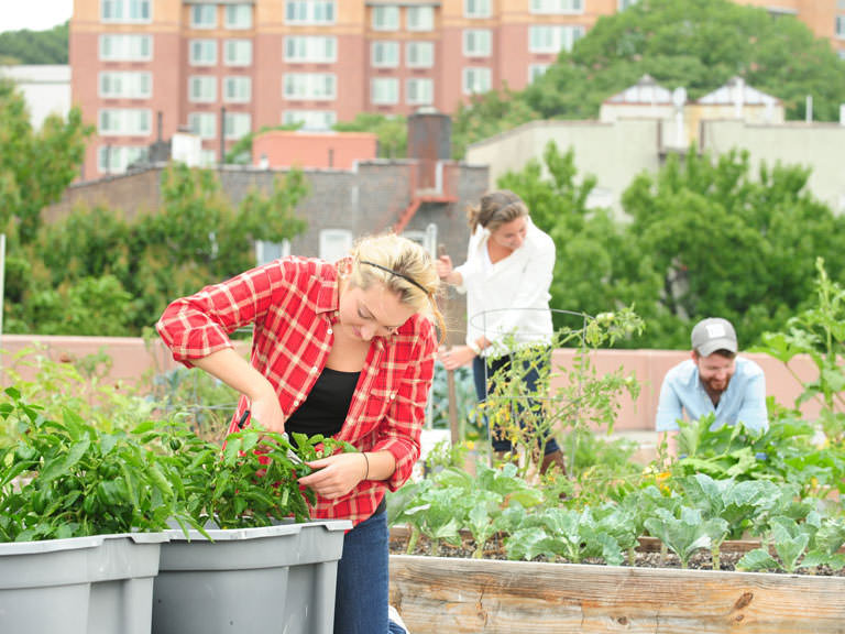 Students tend to plants on the rooftop garden.