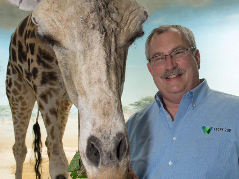 Jim Breheny with a giraffe