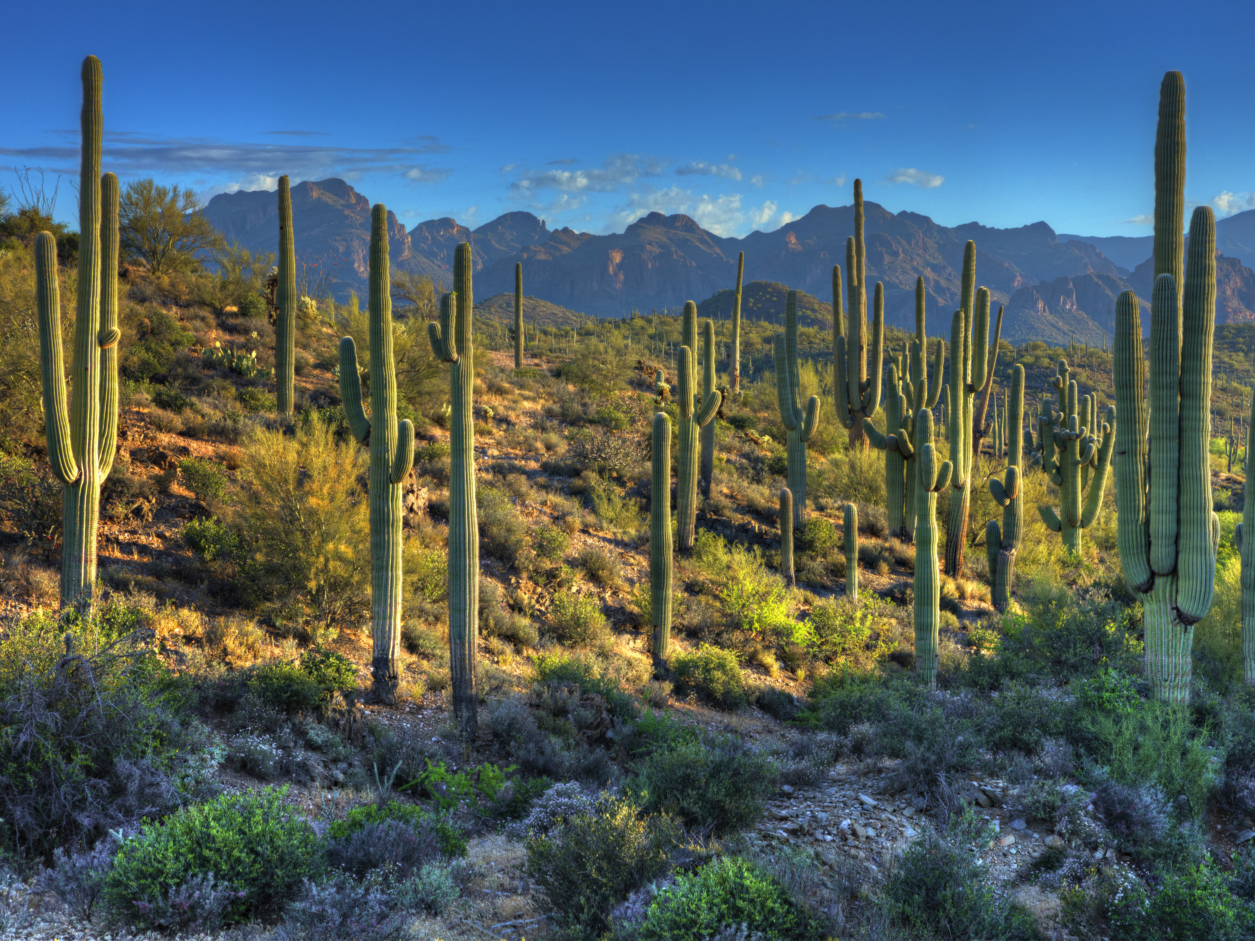 saguaro cacti in the desert