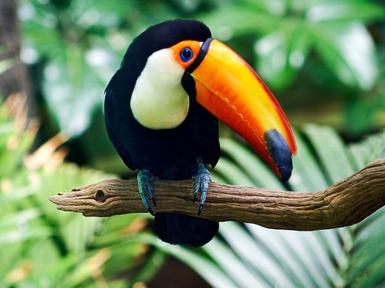 brightly colored toucan bird sitting on green leaf